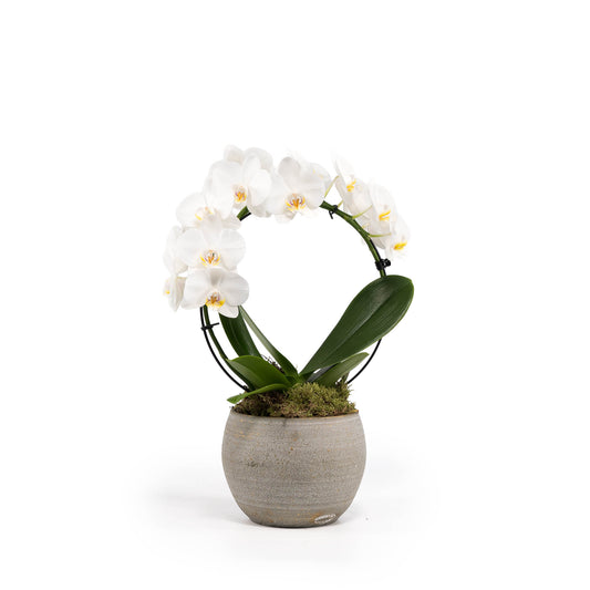 Phalaenopsis Hoop 12cm in Artisan Ceramic - Orchid The Horti House