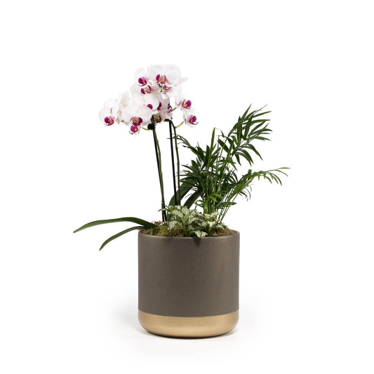 Phalaenopsis 9cm Christmas Planter - Orchid The Horti House