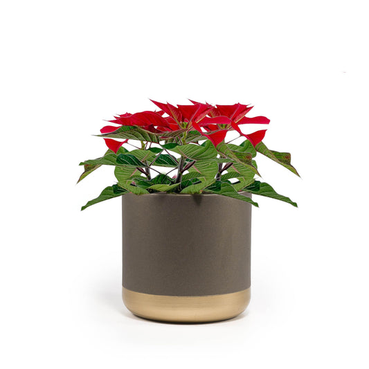 Poinsettia 6cm Trio Planter - Poinsettia The Horti House