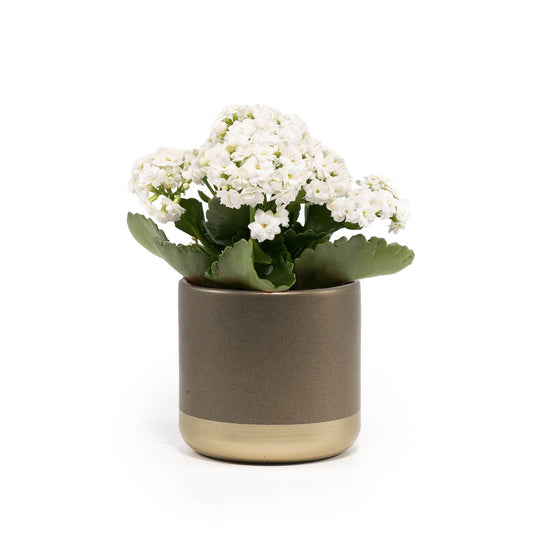 Kalanchoe 9cm Red & White in Christmas Ceramic - Flowering The Horti House