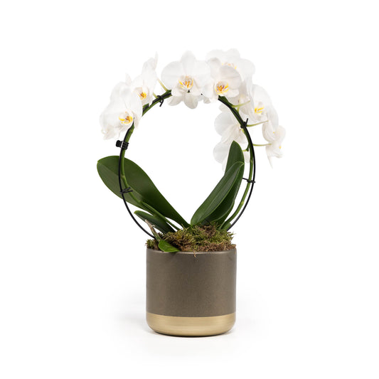 Phalaenopsis Hoop 12cm in Christmas Ceramic - Orchid The Horti House