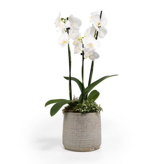 Phalaenopsis 12cm Triple Stem Artisan Christmas Planter - Orchid The Horti House