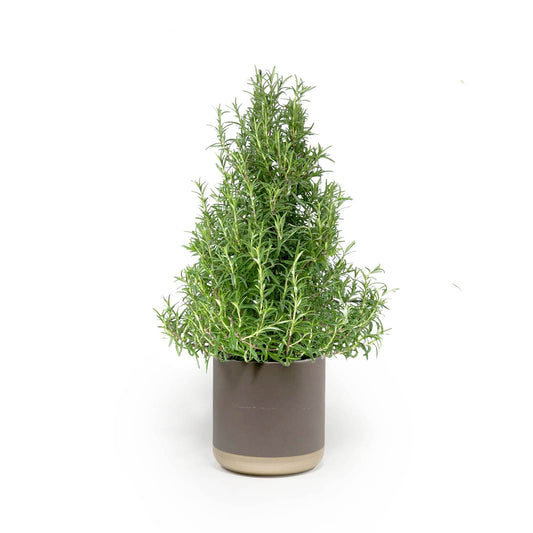 Rosemary Christmas Tree 17cm in Christmas Ceramic - Green Plant The Horti House