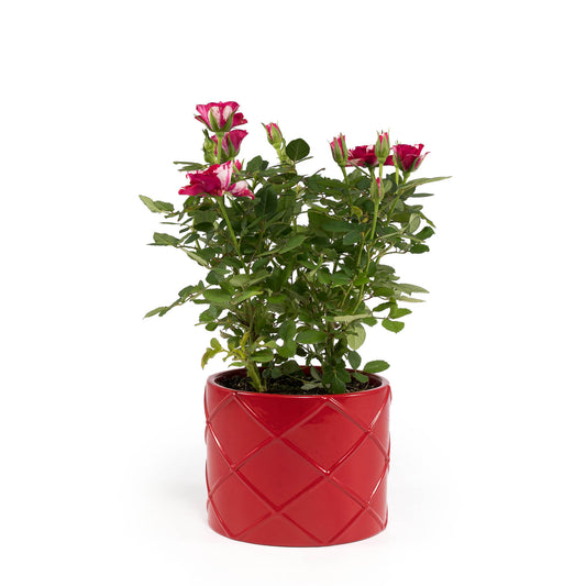 Rose 10.5cm GiGi in Festive Ceramic - Flowering The Horti House