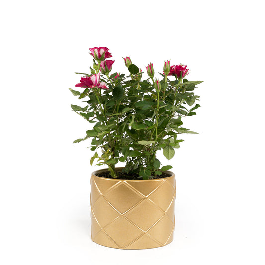 Rose 10.5cm GiGi in Festive Ceramic - Flowering The Horti House
