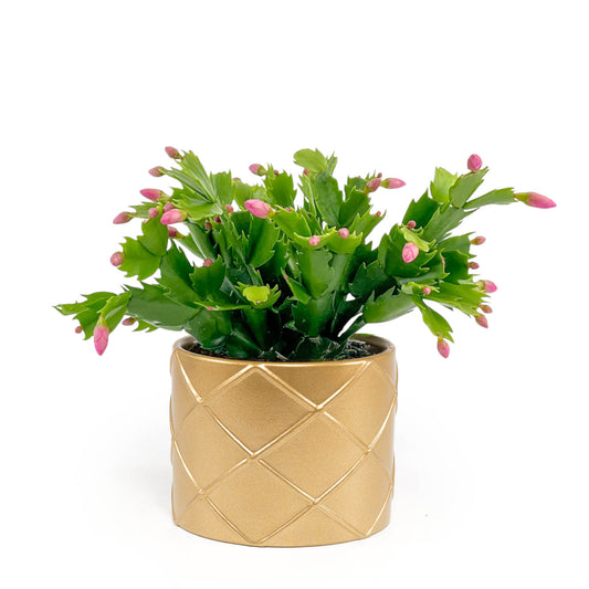 Schlumbergera 13cm in Festive Ceramic - Flowering The Horti House