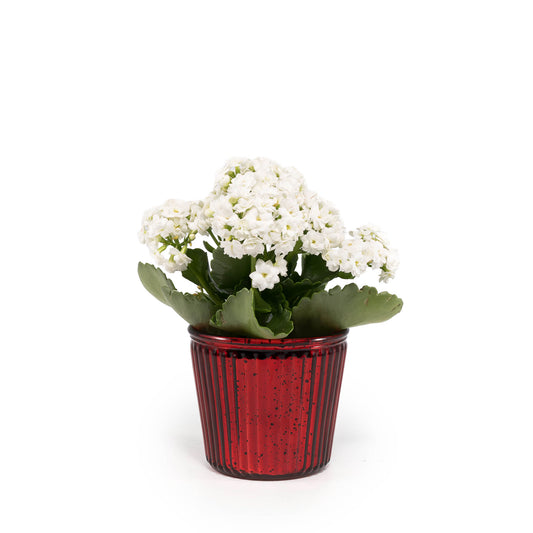 Kalanchoe 9cm Red & White mix in Christmas glass - Flowering The Horti House