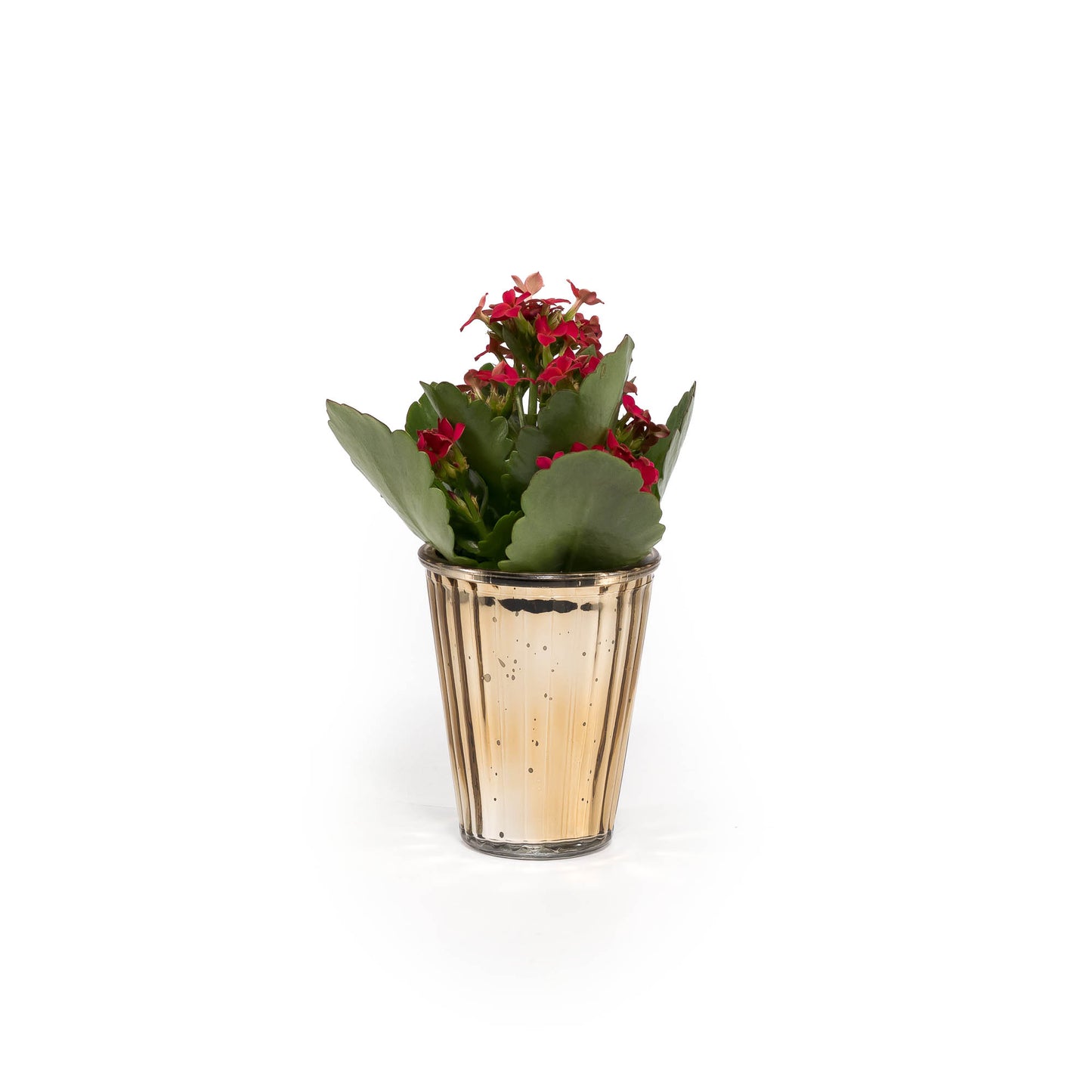 Kalanchloe 6cm in Christmas Glass - Flowering The Horti House
