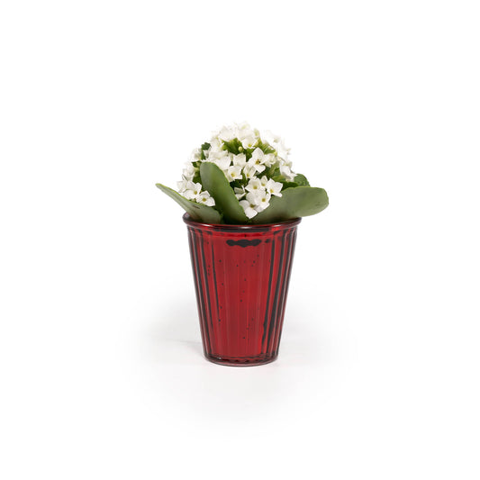 Kalanchloe 6cm in Christmas Glass - Flowering The Horti House