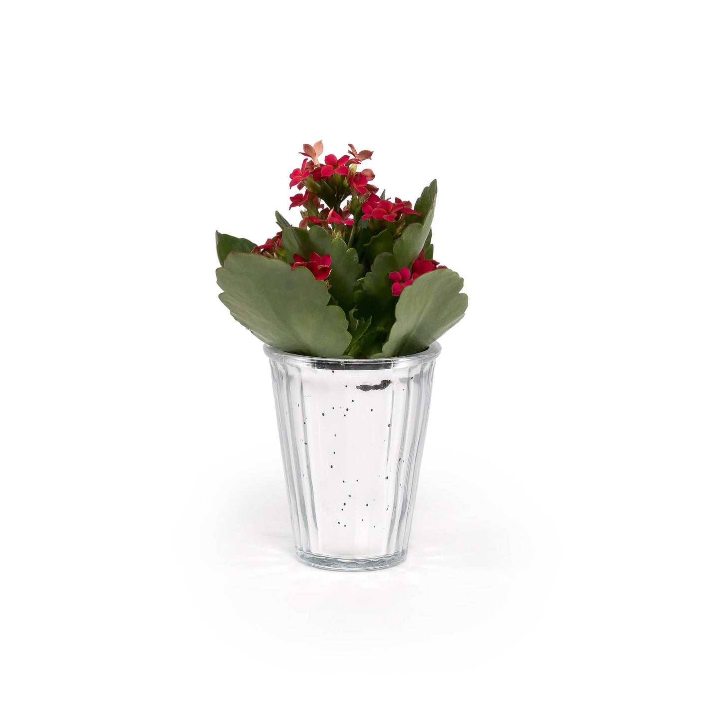 Kalanchloe 6cm in Christmas Glass - Flowering The Horti House