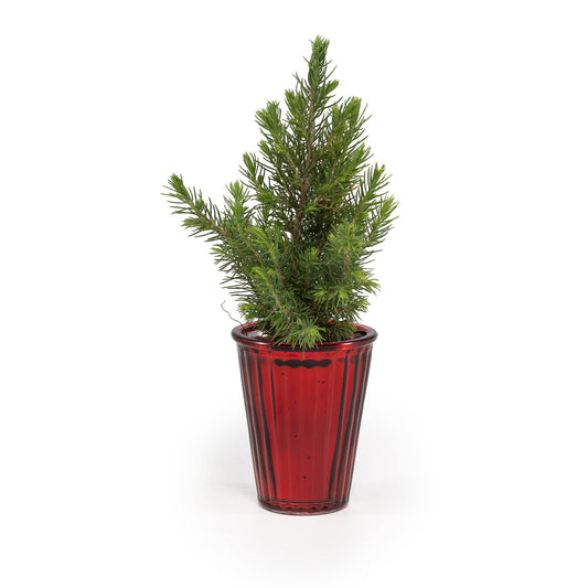 Picea 6cm in Christmas Glass - Green Plant The Horti House