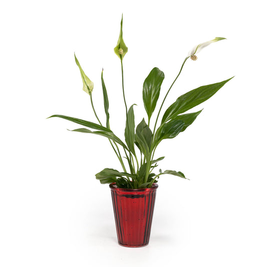 Spathiphyllum 6cm in Christmas Glass - Flowering The Horti House