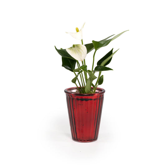 Anthurium 6cm in Christmas Glass - Flowering The Horti House