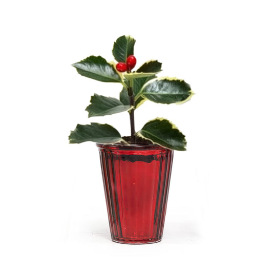 Ilex (Holly) 6cm in Christmas Glass - Green Plant The Horti House