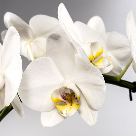 Phalaenopsis Hoop 12cm in Artisan Ceramic - Orchid The Horti House