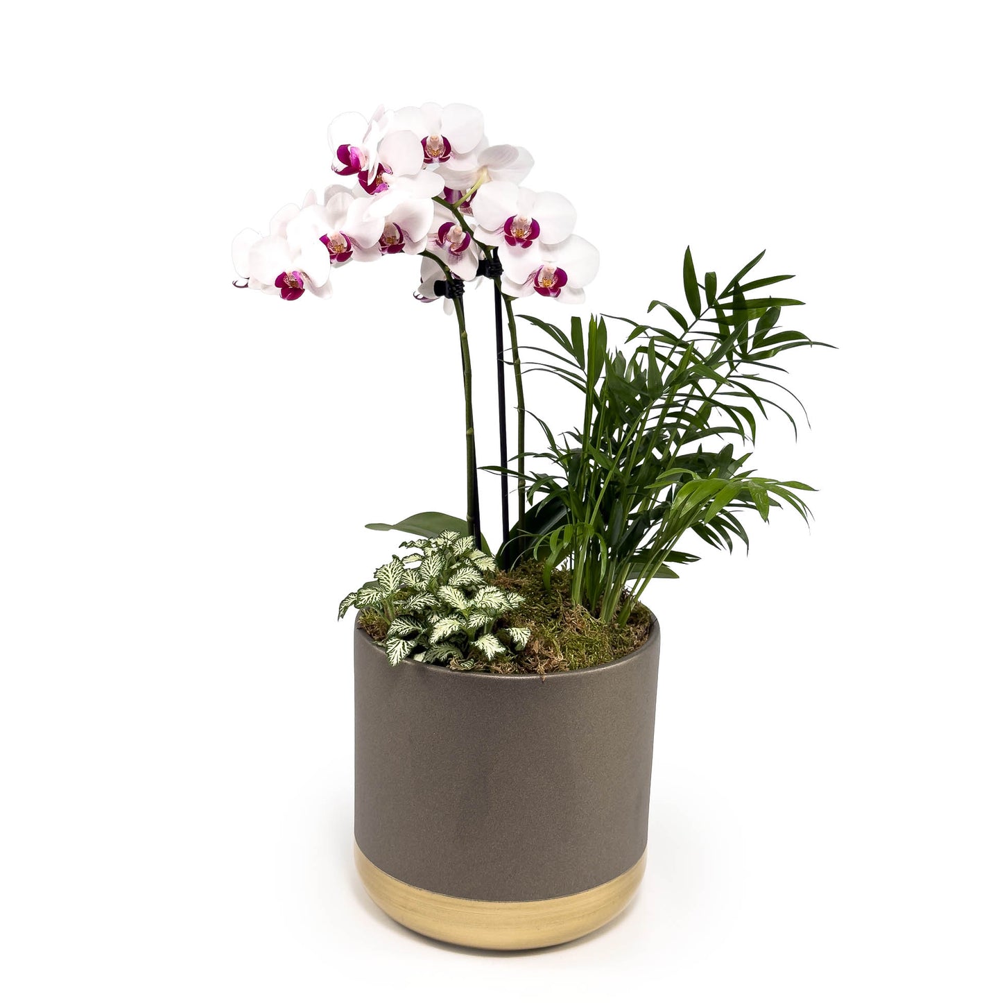 Phalaenopsis 9cm Christmas Planter - Orchid The Horti House