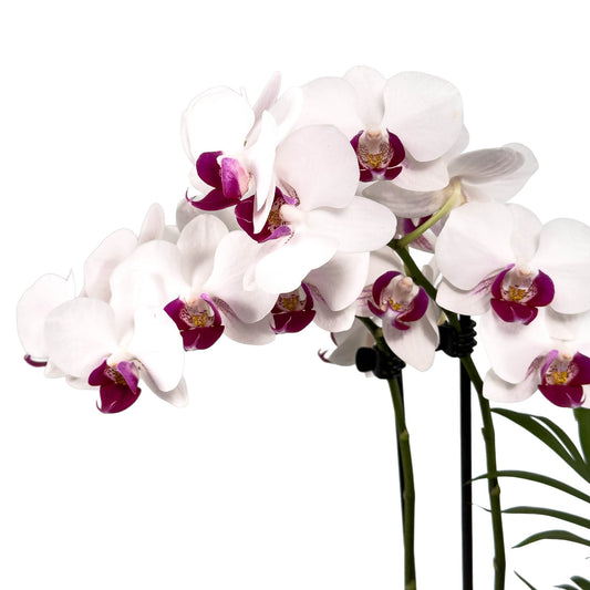 Phalaenopsis 9cm Christmas Planter - Orchid The Horti House