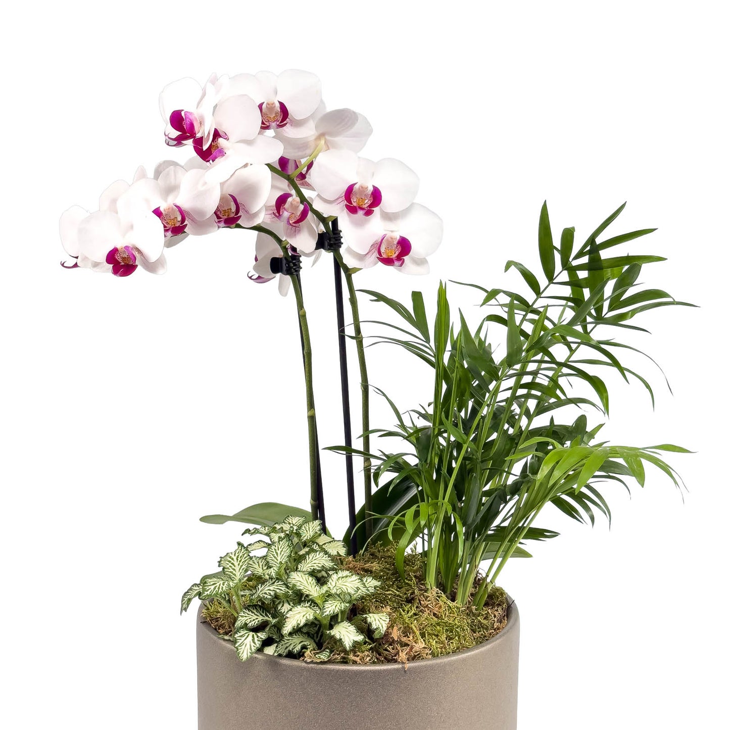 Phalaenopsis 9cm Christmas Planter - Orchid The Horti House