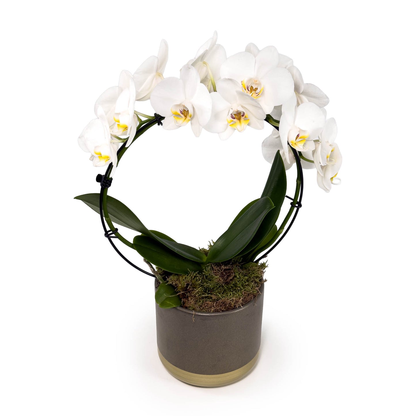 Phalaenopsis Hoop 12cm in Christmas Ceramic - Orchid The Horti House