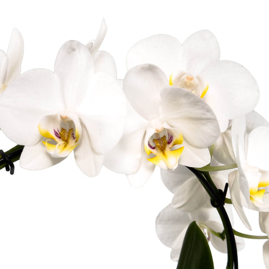 Phalaenopsis Hoop 12cm in Christmas Ceramic - Orchid The Horti House