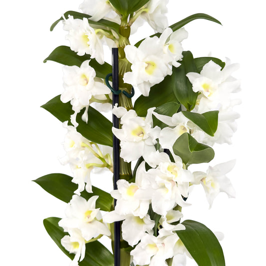 Dendrobium 12cm Twin in Artisan Ceramic - Flowering The Horti House