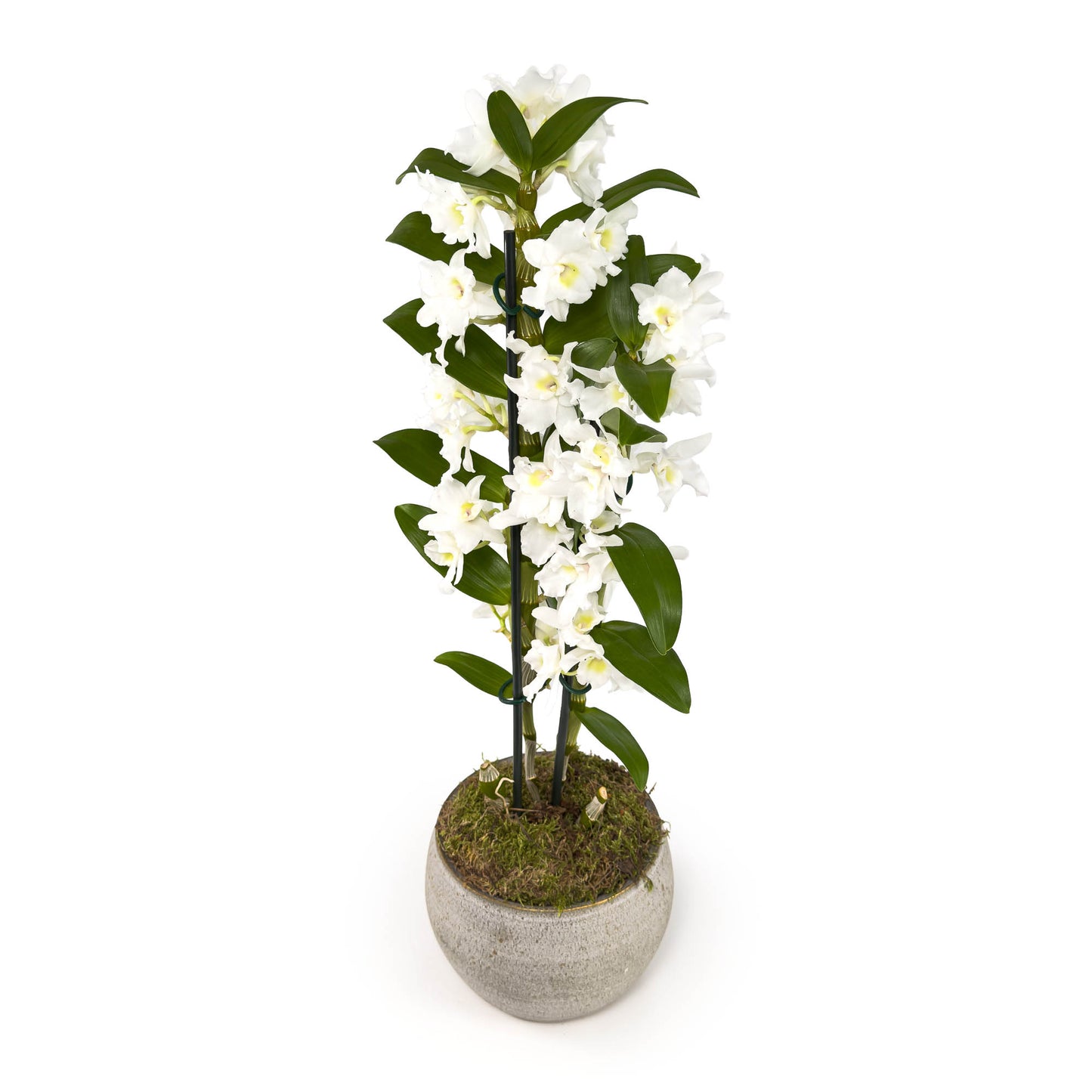 Dendrobium 12cm Twin in Artisan Ceramic - Flowering The Horti House
