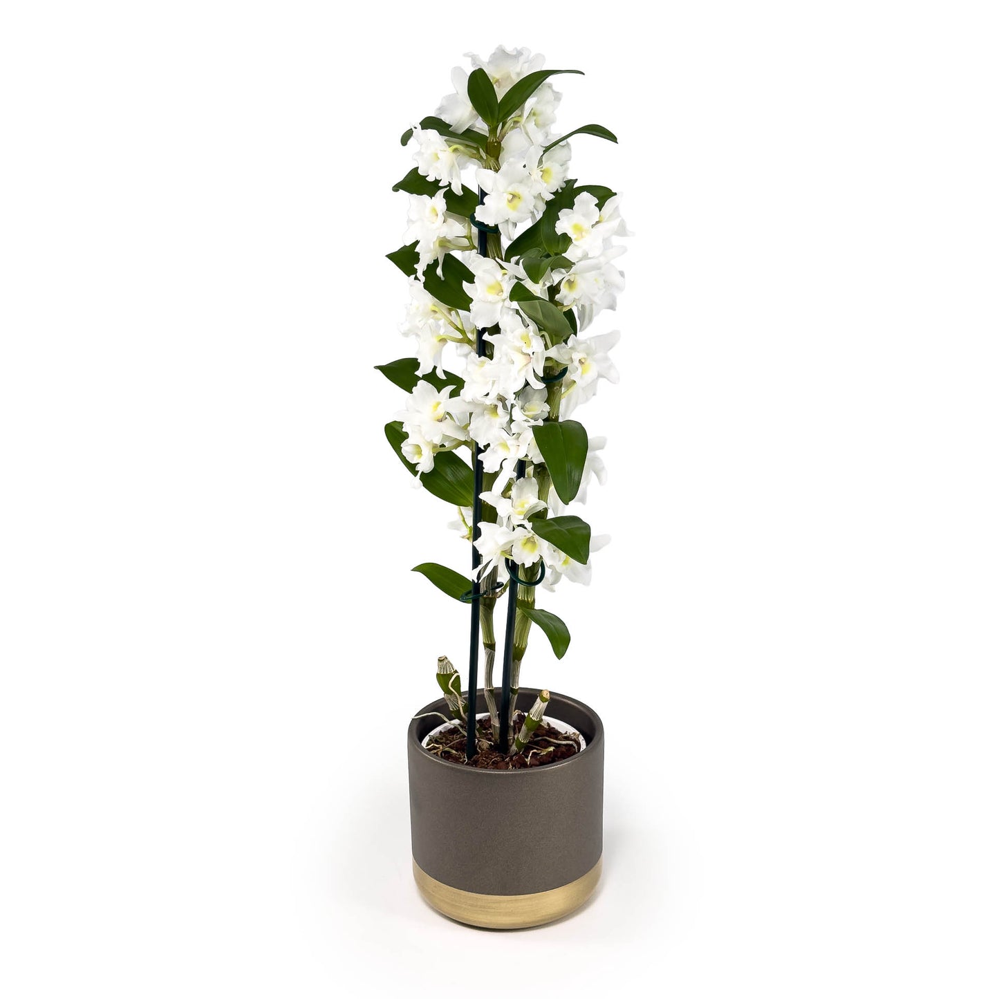 Dendrobium 12cm Twin in Christmas Ceramic - Flowering The Horti House