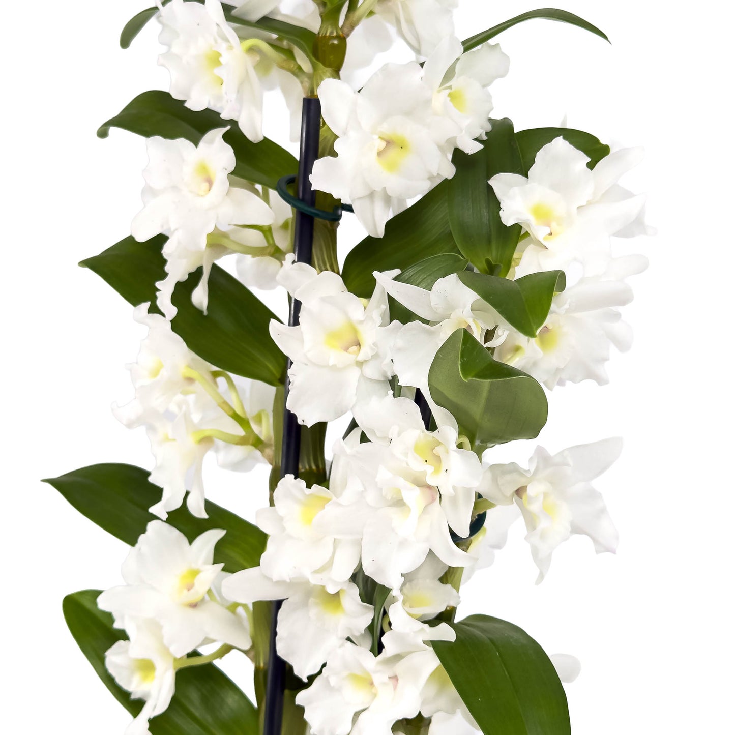 Dendrobium 12cm Twin in Christmas Ceramic - Flowering The Horti House