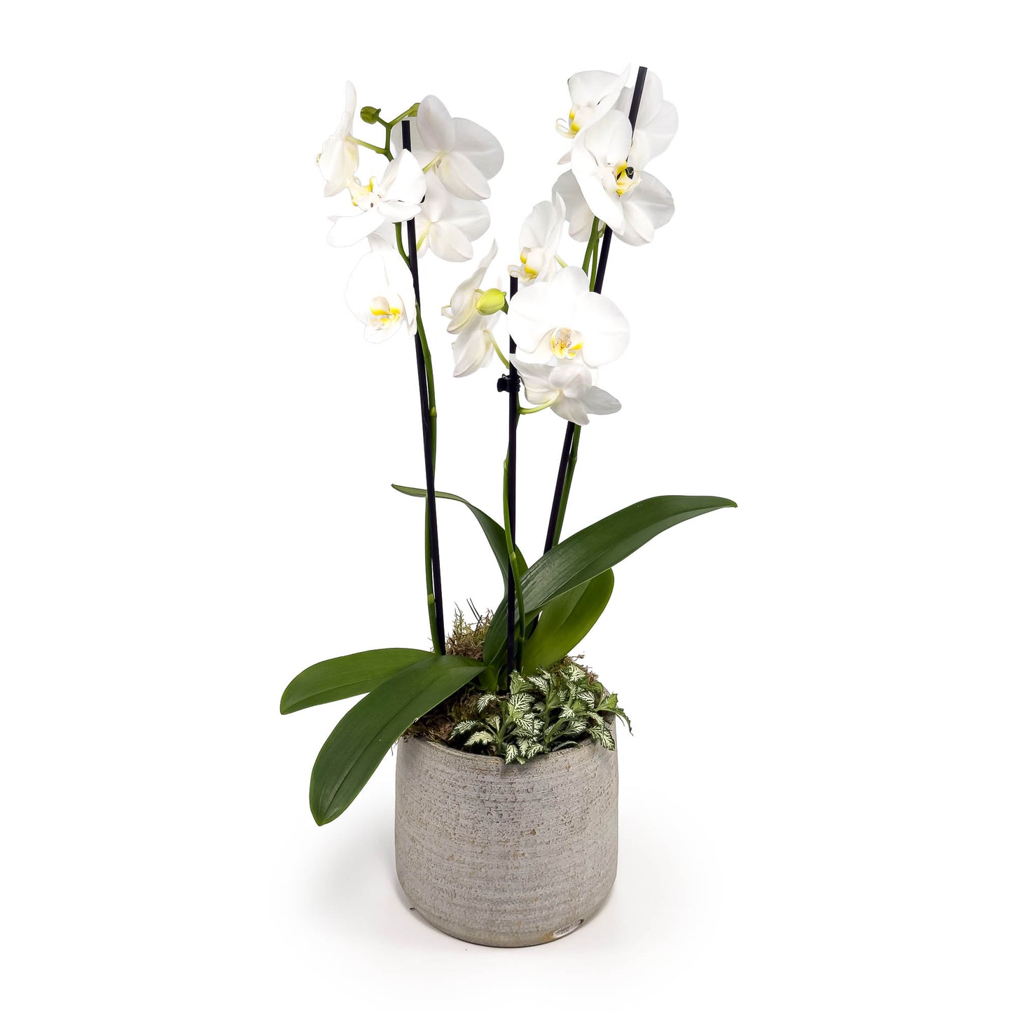 Phalaenopsis 12cm Triple Stem Artisan Christmas Planter - Orchid The Horti House