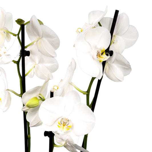 Phalaenopsis 12cm Triple Stem Artisan Christmas Planter - Orchid The Horti House