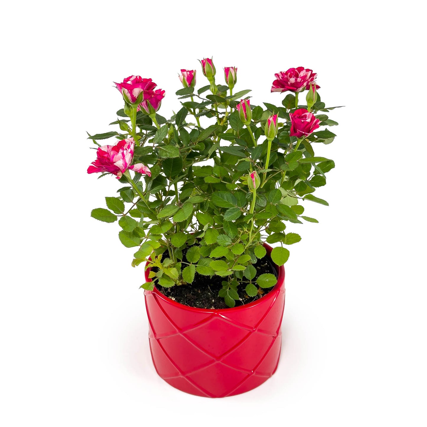Rose 10.5cm GiGi in Festive Ceramic - Flowering The Horti House