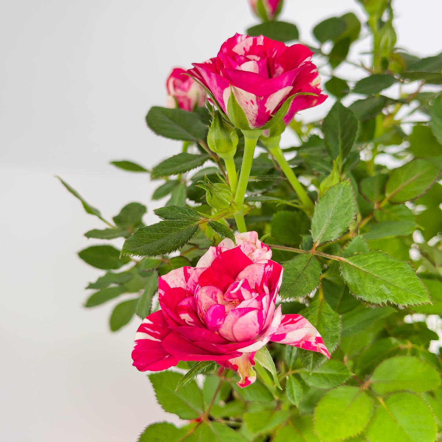 Rose 10.5cm GiGi in Festive Ceramic - Flowering The Horti House