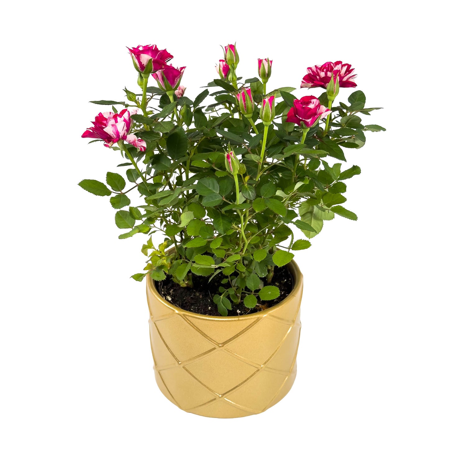 Rose 10.5cm GiGi in Festive Ceramic - Flowering The Horti House