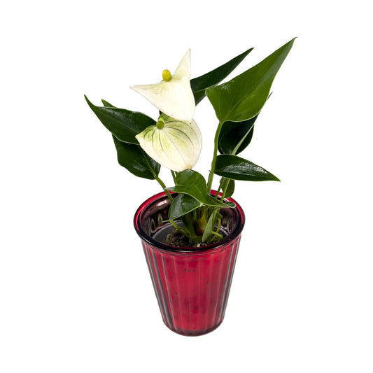 Anthurium 6cm in Christmas Glass - Flowering The Horti House