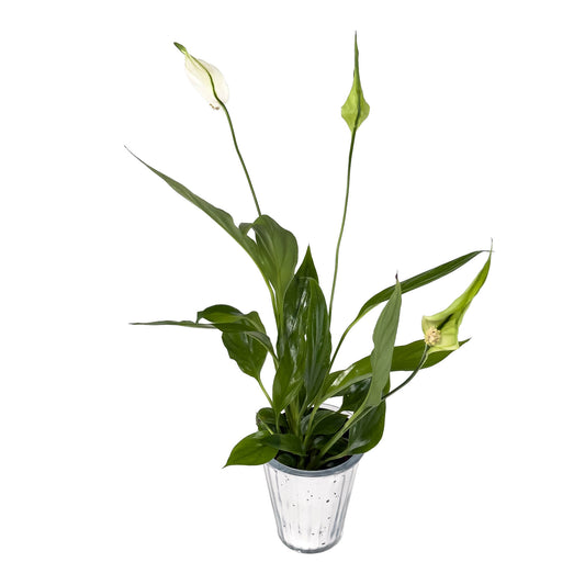 Spathiphyllum 6cm in Christmas Glass - Flowering The Horti House