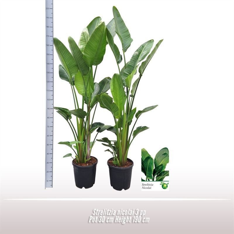 Strelitzia 30cm Nicolai - Green Plant The Horti House