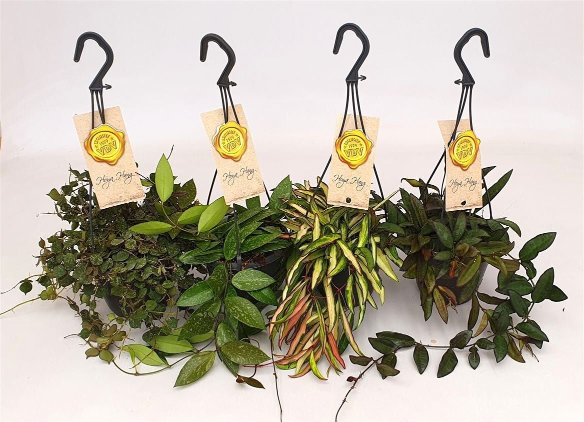 Hoya 14cm hanging - Hanging The Horti House