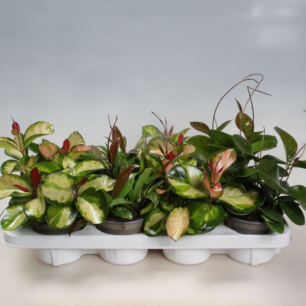 Hoya 12cm Carnosa - Green Plant The Horti House