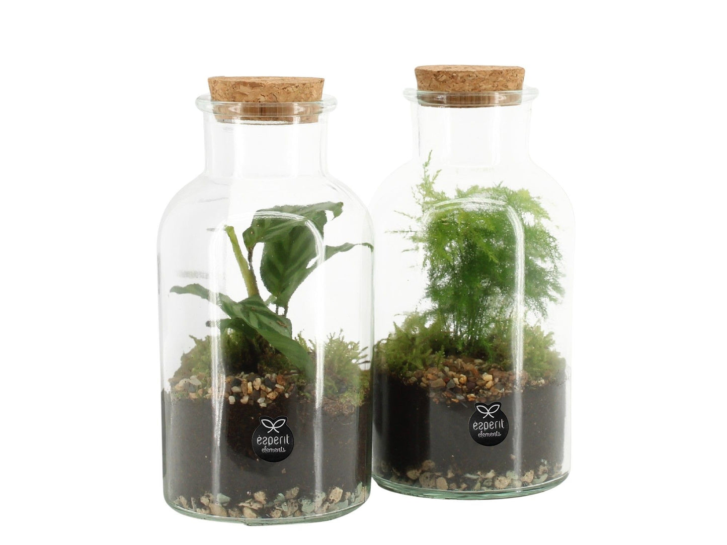 Terrarium 10cm arrangement 90578 - Green Plant The Horti House