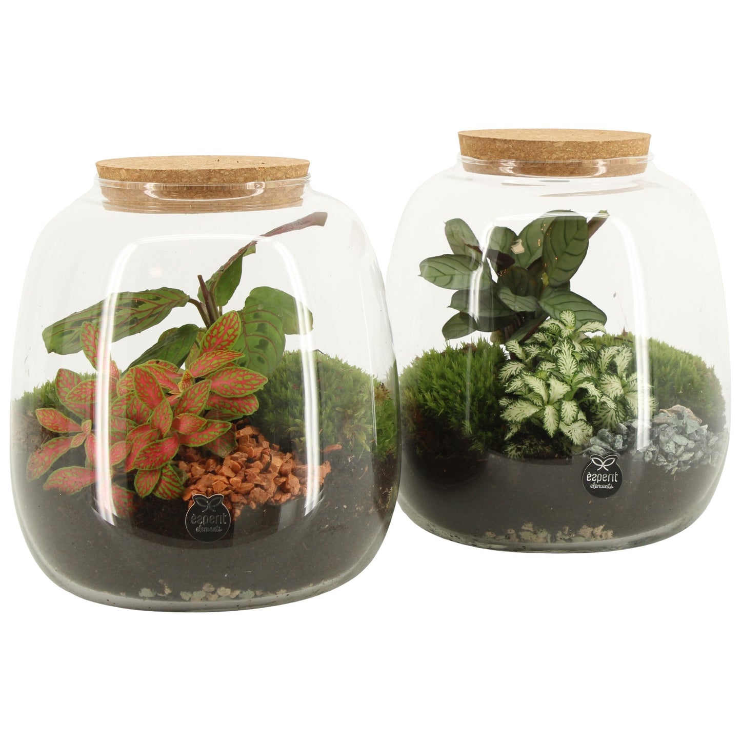 Terrarium 10cm arrangement 90424 - Green Plant The Horti House