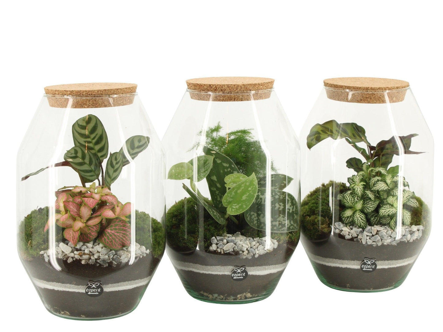 Terrarium 17cm arrangement 90810 - Planted Arrangements The Horti House