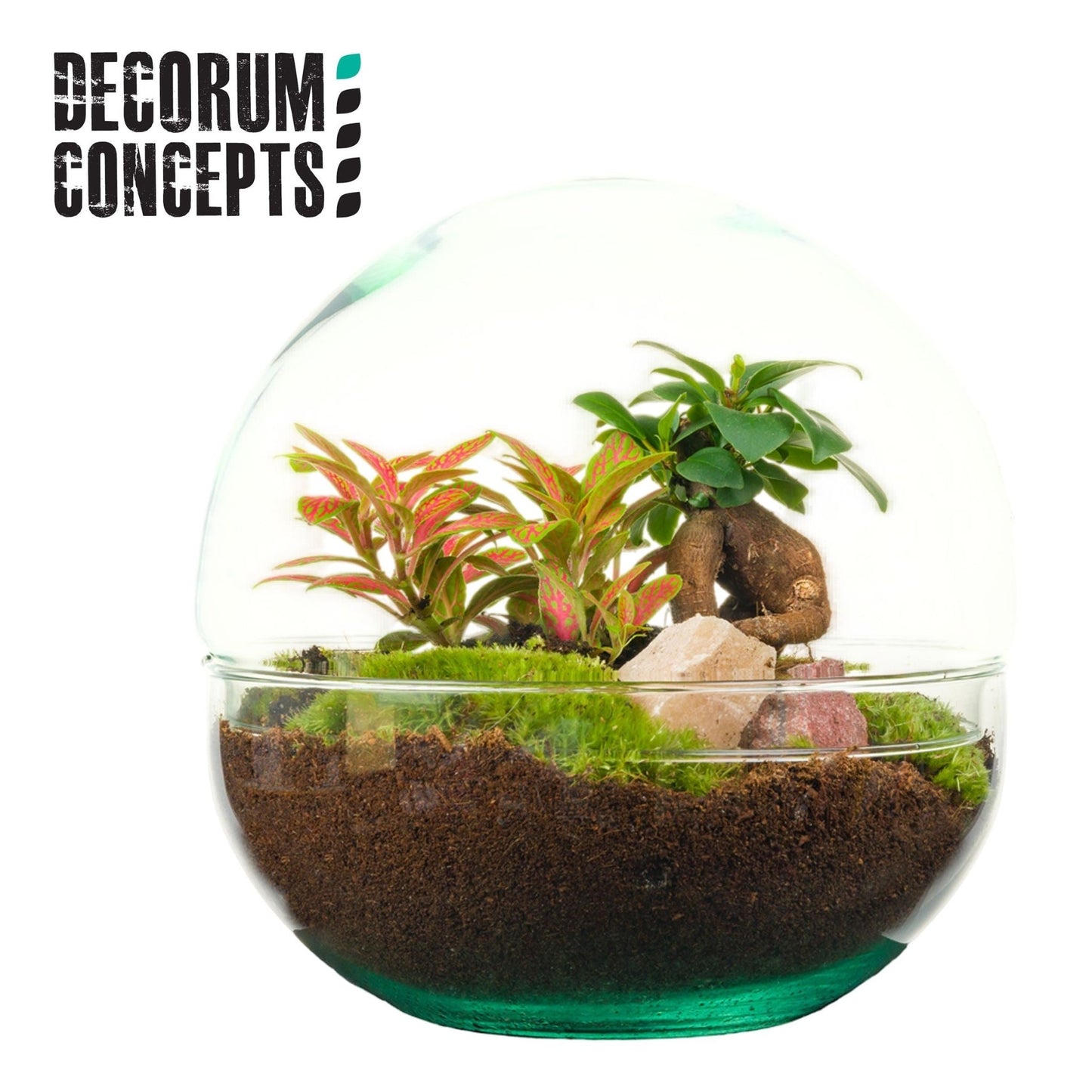 Terrarium 20cm Earth - Planted Arrangements The Horti House