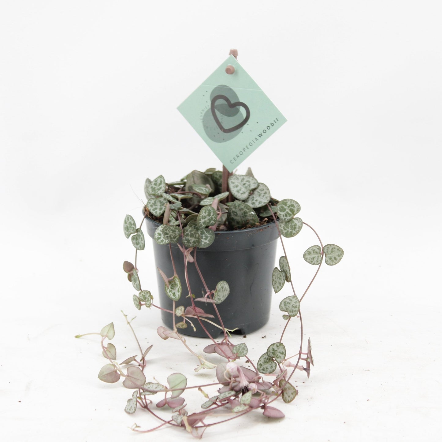 Ceropegia 8.5cm Woodii - Green Plant The Horti House