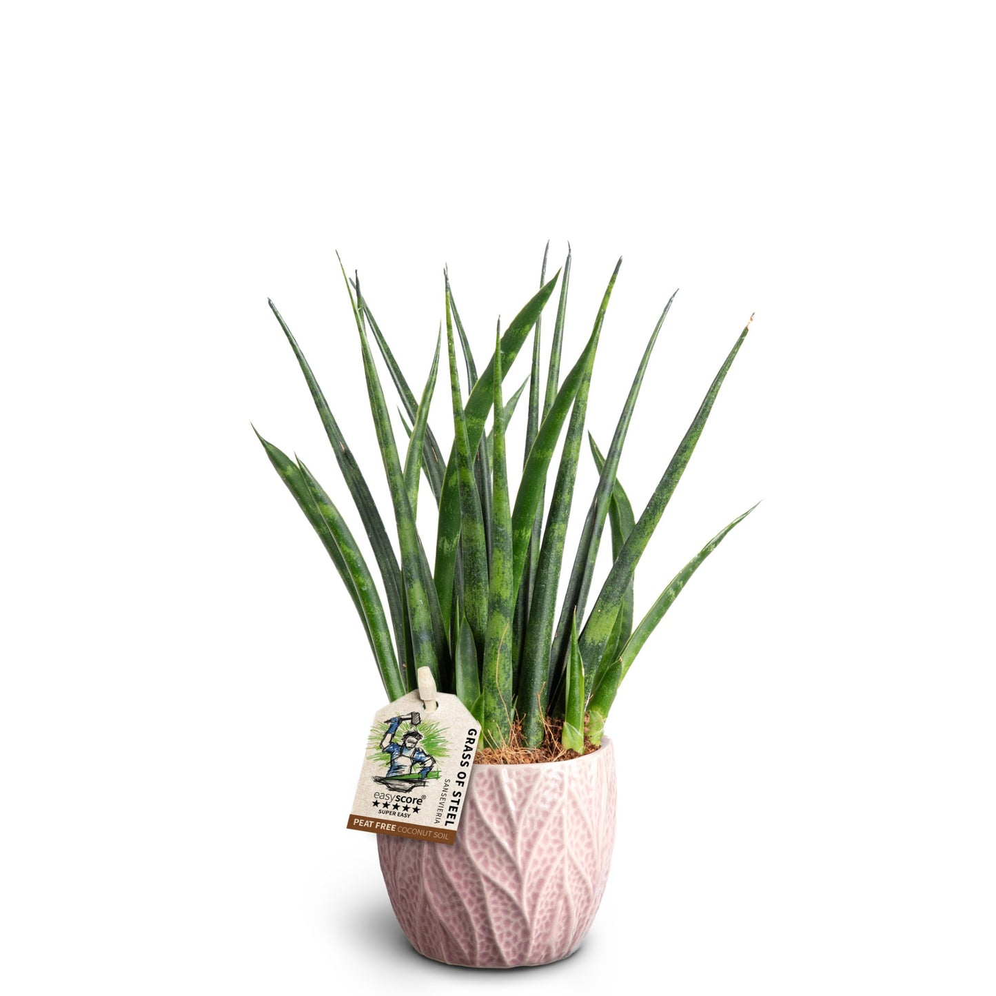 Sansevieria 10cm Parva in Ceramic - Foliage The Horti House
