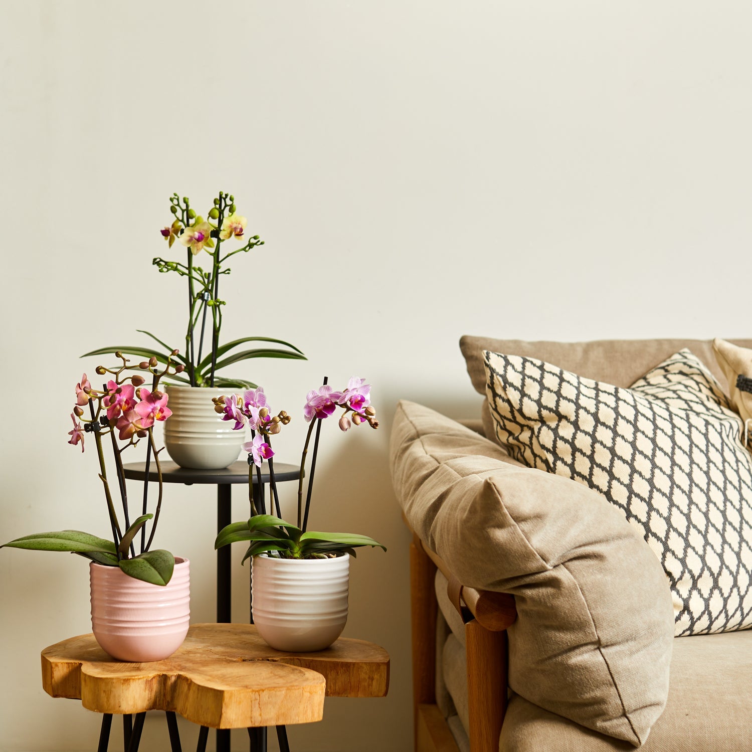 Phalaenopsis 9cm AGM Triple Stem Zurich in Hampshire Ceramic - Orchid The Horti House