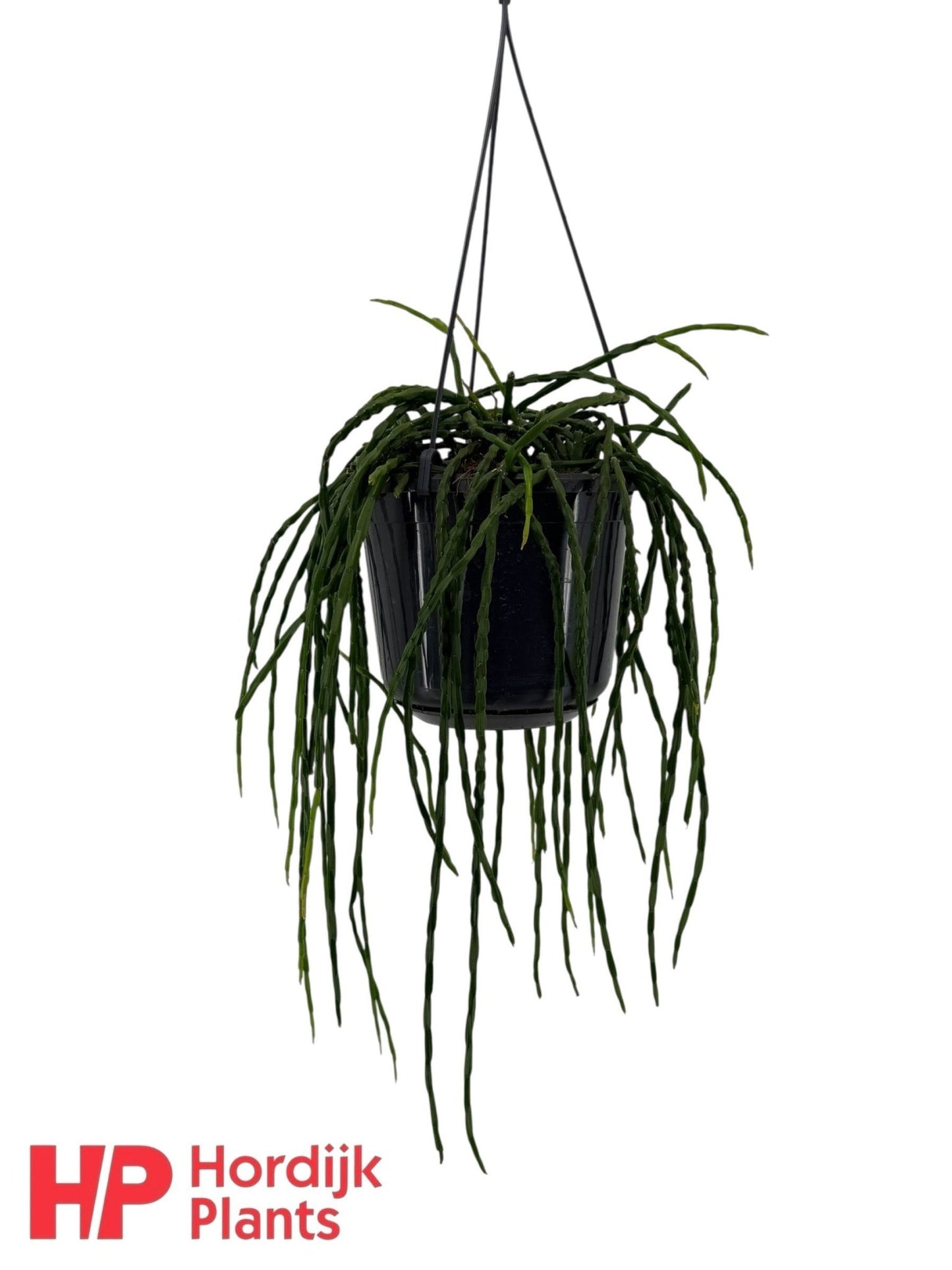 Rhipsalis 15cm Paradoxa Minor - Succulent The Horti House