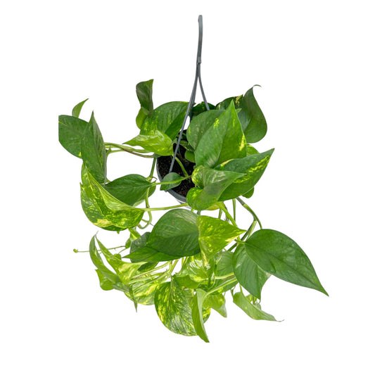 Hanging Epipremnum 15cm Aureum - Green Plant The Horti House