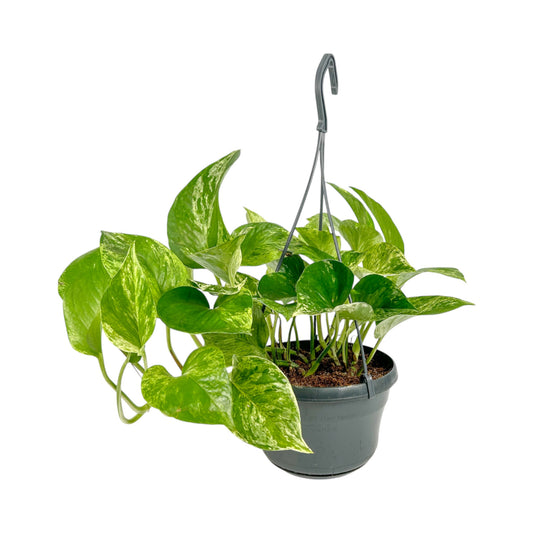 Hanging Epipremnum 15cm Marble Queen - Green Plant The Horti House