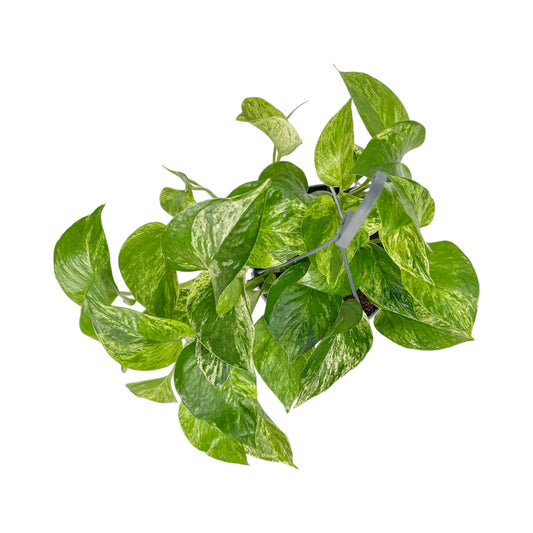 Hanging Epipremnum 15cm Marble Queen - Green Plant The Horti House