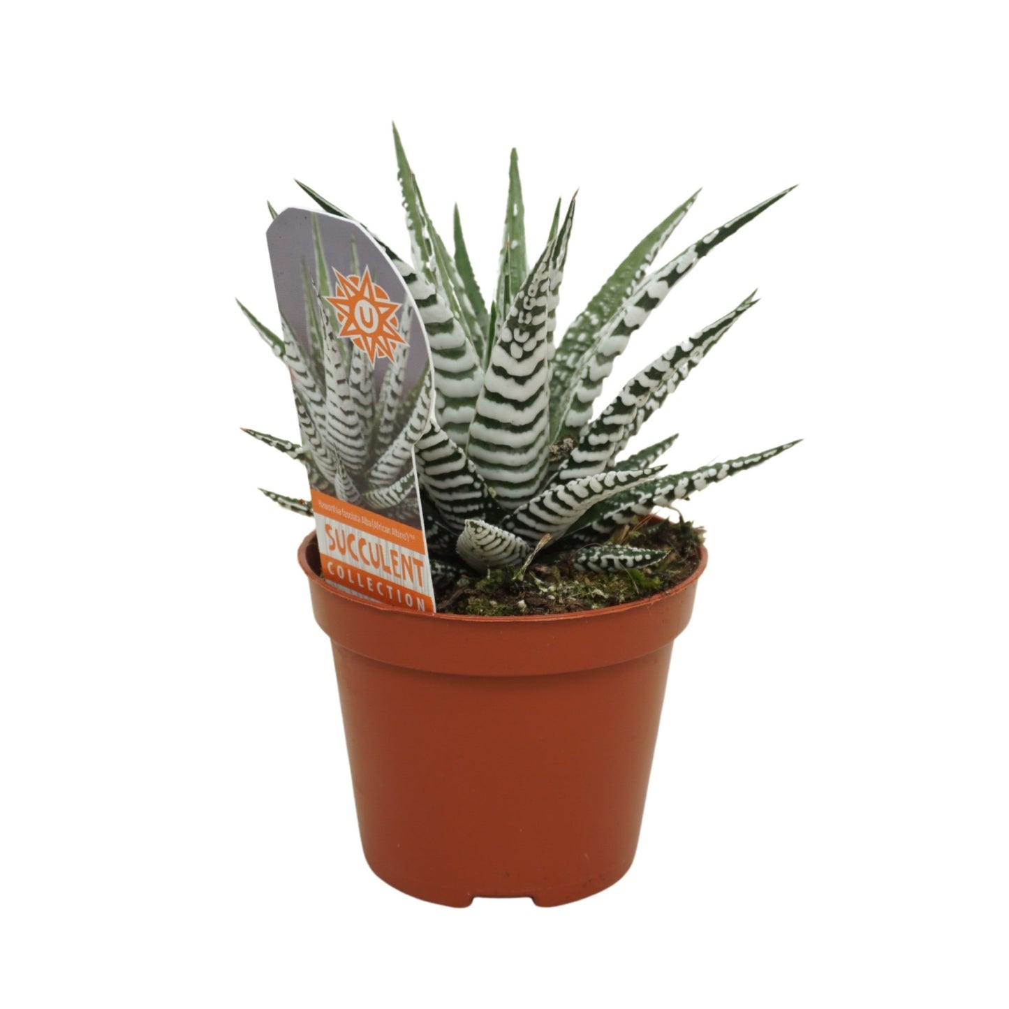 Haworthia 8.5cm Fasciator Alba - Green Plant The Horti House